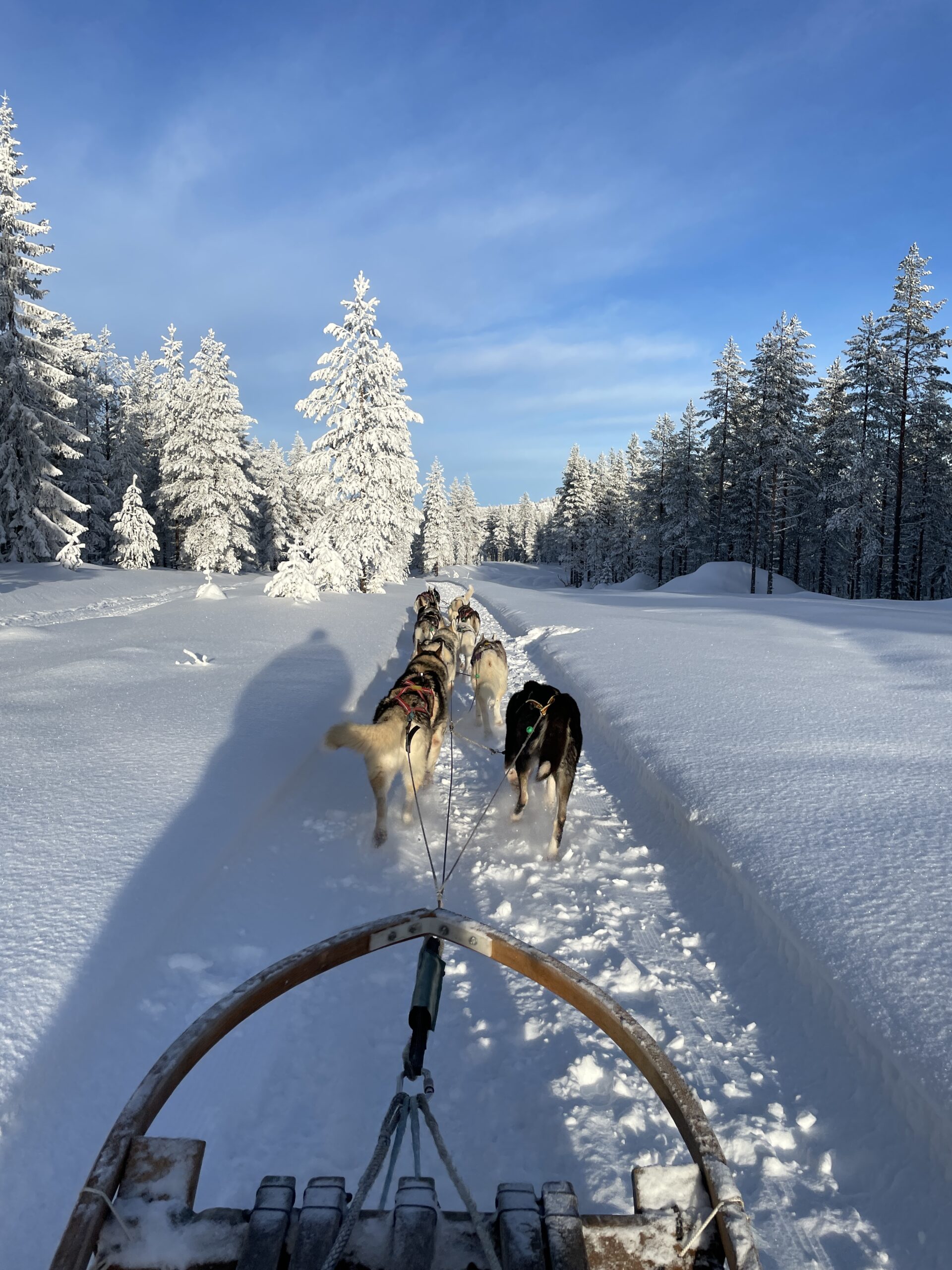 Hundspann i Orsa, värmepanik och kraschad drönare